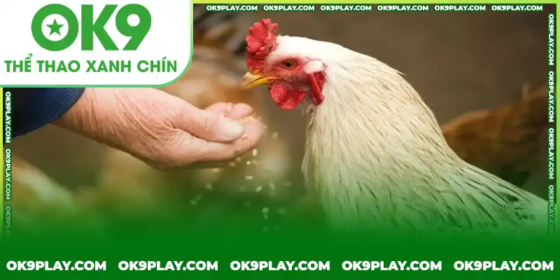 Tham khảo về thực đơn dinh dưỡng hoàn chỉnh cho gà chọi Tham khảo về thực đơn dinh dưỡng hoàn chỉnh cho gà chọi